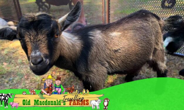 Old McDonald’s Farm Incursion